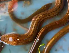 穰(A积[迆旲＊膊3鉊鳝